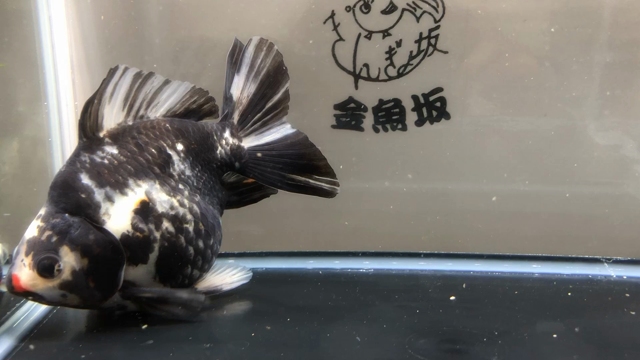キャリコらんちゅう少しだけ入荷と1点物。金魚坂(関西)の記事動画