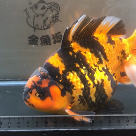 虎オランダショートテール 入荷しました！金魚坂(関西)の画像