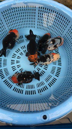 キャリコらんちゅう少しだけ入荷と1点物。金魚坂(関西)の記事動画