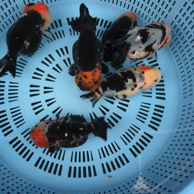 キャリコらんちゅう少しだけ入荷と1点物。金魚坂(関西)の画像