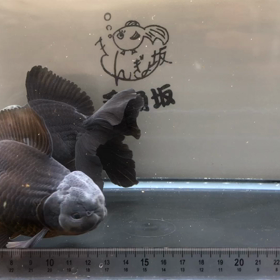 黒オランダ ブロ ードテール 入荷しました！金魚坂(関西)の画像