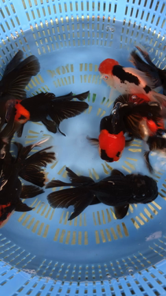 トリカラーオランダ　パンダオランダ　金魚坂(関西)の記事動画
