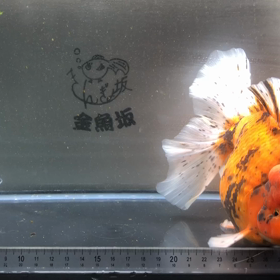 虎オランダ ローズテール 入荷しました！金魚坂(関西)の画像