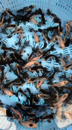 パンダ出目金　黒らんちゅう　金魚坂(関西)の記事動画