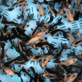 パンダ出目金　黒らんちゅう　金魚坂(関西)の画像