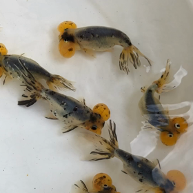 キャリコ水泡眼 入荷しました！金魚坂(関西)の画像