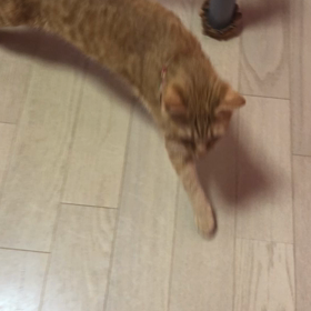 話す猫の画像