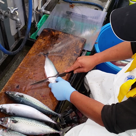 サバ餌さんまいおろしの画像