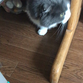のんちゃん日記の画像