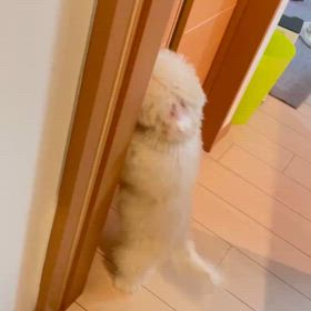 初のコロナ感染の画像