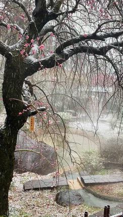 2年ぶりの雪　梅まつりと元祖さくらたい焼きの記事動画