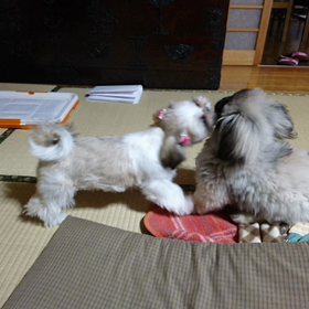 畳も雪上も一緒の画像
