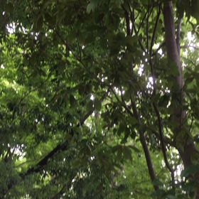メアリーさんのお茶会と蝉時雨の画像