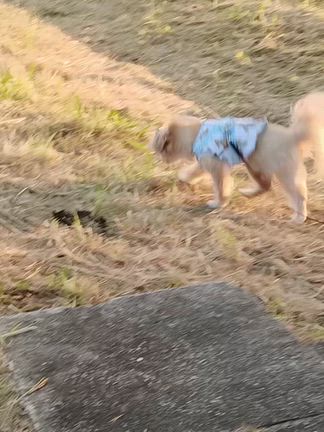 ♡ 疲れ果てた連休でしたがララちゃんが可愛いいの ヾ(*´∀｀*)ﾉｷｬﾜｲｲ ♡の記事動画