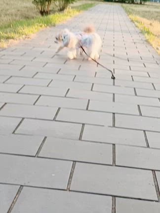 ♡ 疲れ果てた連休でしたがララちゃんが可愛いいの ヾ(*´∀｀*)ﾉｷｬﾜｲｲ ♡の記事動画