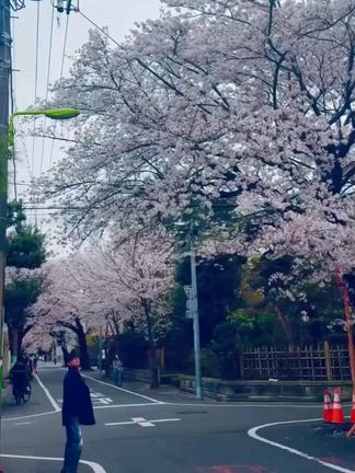 佐藤健：健さんお花見できたのね〜の記事動画