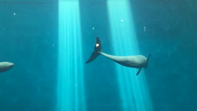 伊勢志摩旅行記【6】　鳥羽水族館〜旅の記念の真珠（浜幸パール）〜名古屋への記事動画