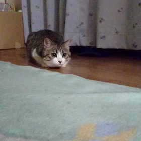 寝てるのにの画像