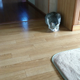 相変わらずのの画像