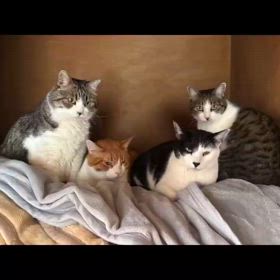 動画の画像