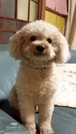 笑の記事動画