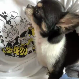 わんっ！！の画像