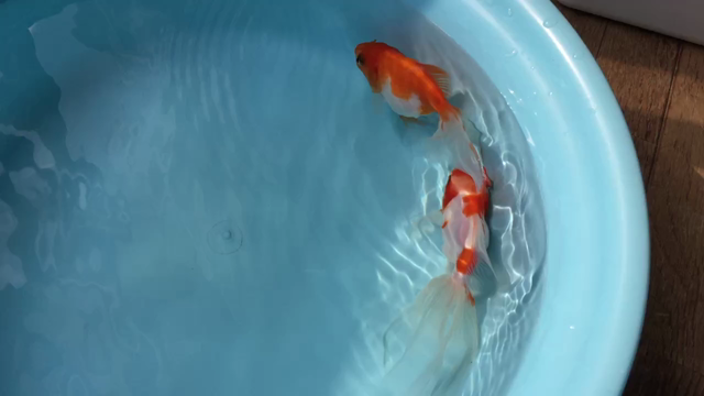 秋冬の大掃除。の記事動画
