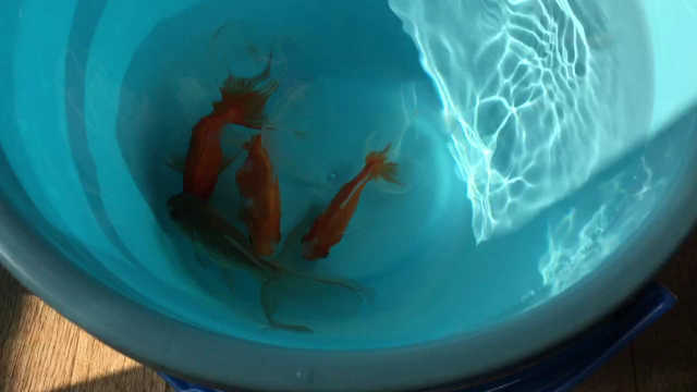 秋冬の大掃除。の記事動画
