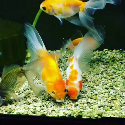 11月の始まりと、今朝の金魚さん。の記事動画