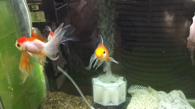 金魚の水換えその後。の記事動画