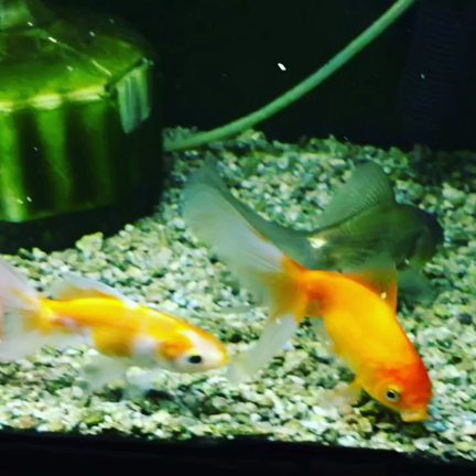 金魚の水換えその後。の記事動画