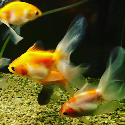 11月の始まりと、今朝の金魚さん。の記事動画