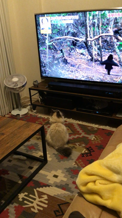 春ネイル2つとねこ動画だよの記事動画