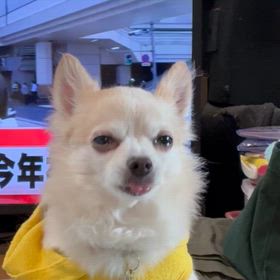 最近のリアクションですの画像
