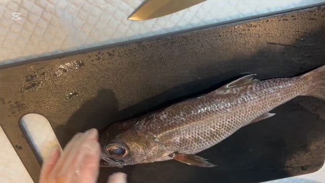 魚がくれた 「幸せの朝時間」の記事動画