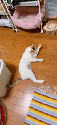 くるん、エリザベスカラー取れました！そして譲渡会デビューのお知らせ。の記事動画