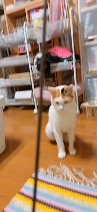 お気に入りの猫じゃらしと、くるん。の記事動画