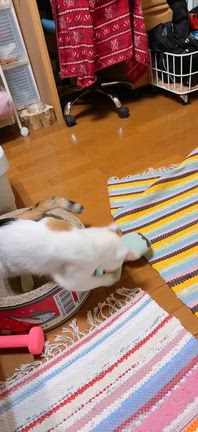 明日6/21(日)、本気の譲渡会に参加します！の記事動画