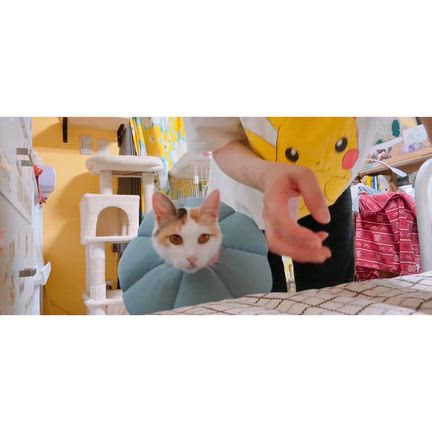 くるん、ボール遊び大好き！の記事動画