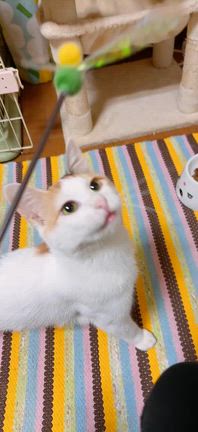 お気に入りの猫じゃらしと、くるん。の記事動画