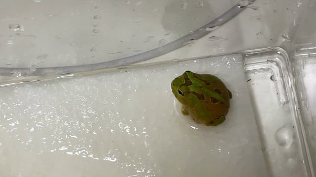 外食三昧とピアノの記事動画