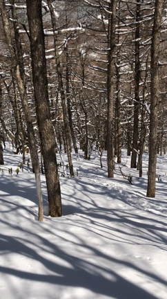 大地とつながる。森へ山へ出かけようの記事動画