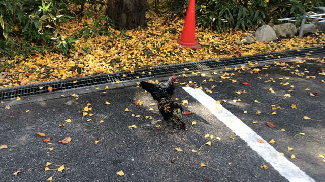 母娘2人旅　続編の記事動画