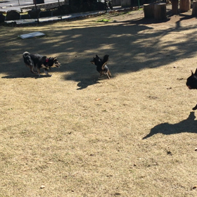 愛犬の駅！の画像