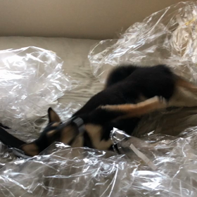 クリーニング袋に萌える犬の画像