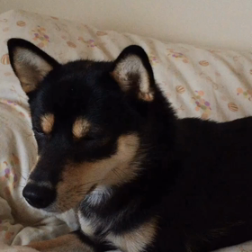 逆くしゃみの画像