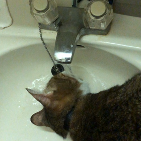 最近のトラの日課の画像