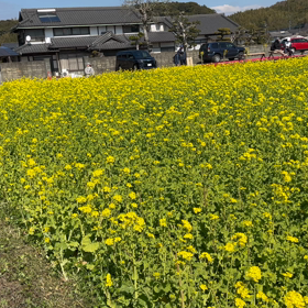 菜の花、見てきたよの画像