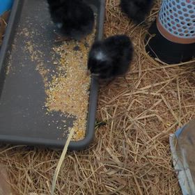 天然記念物の烏骨鶏の画像