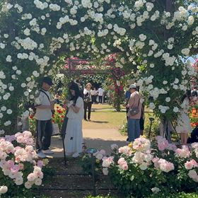 母と長居公園のバラの画像